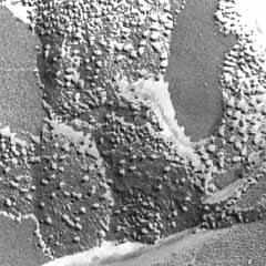 chloro-cryo.jpg