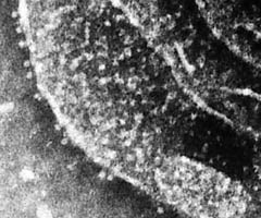 chloro-neg.jpg
