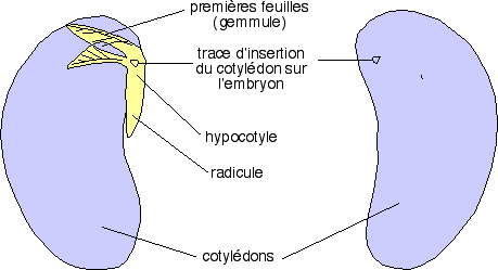haricot-sch.gif