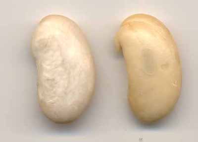 haricot1.jpg