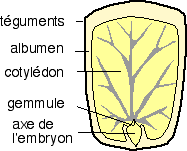ricin-sch2.gif