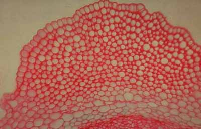 coll.jpg