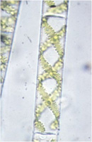 phyco-spirogyre.jpg
