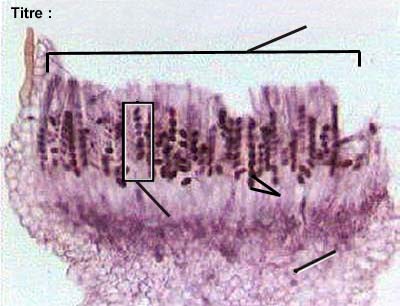 image &agrave; l&eacute;gender