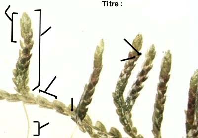 image &agrave; l&eacute;gender