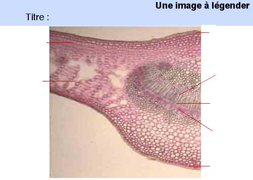 image &agrave; l&eacute;gender