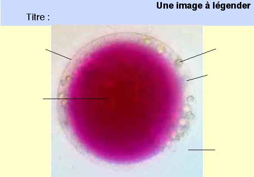 image à légender