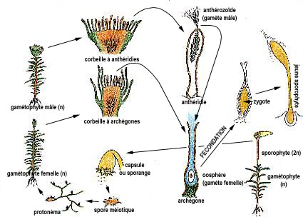 bryo-cycle.jpg