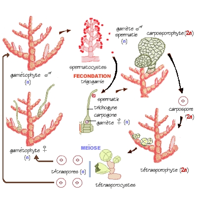 phyco-cycleanthitamnionfg.jpg