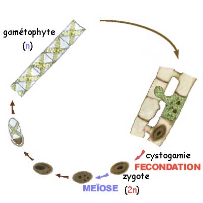 phyco-cyclespiro.jpg