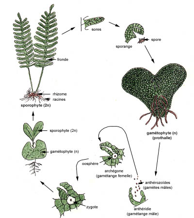 pterido-cyclehomo.jpg