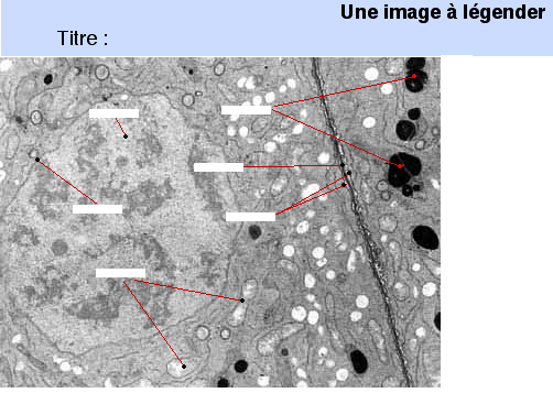 image à légender