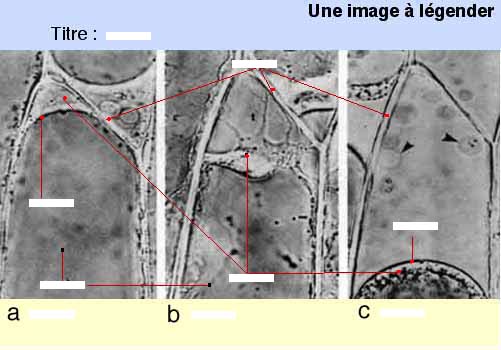 image à légender