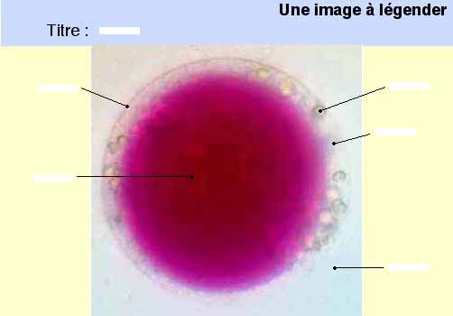 image à légender